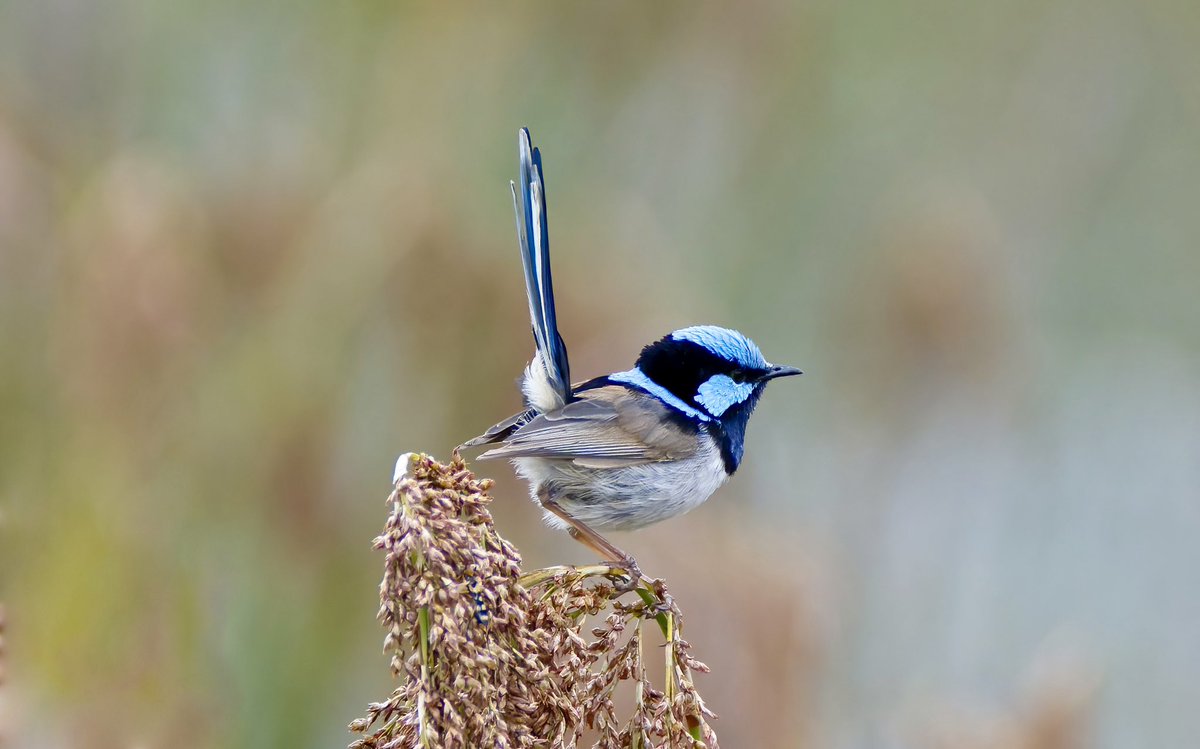 Richard Page-Jones tweet media