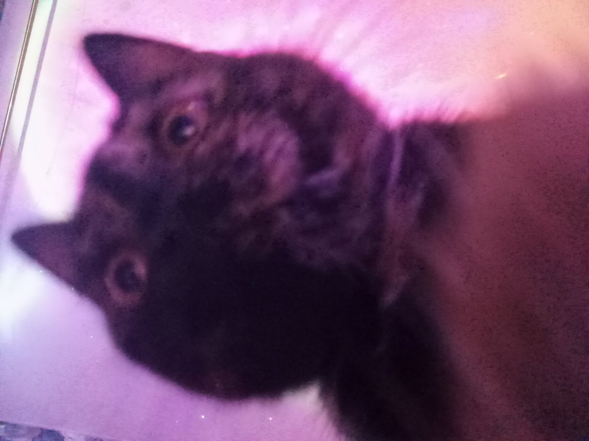 Кошка сделала селфи