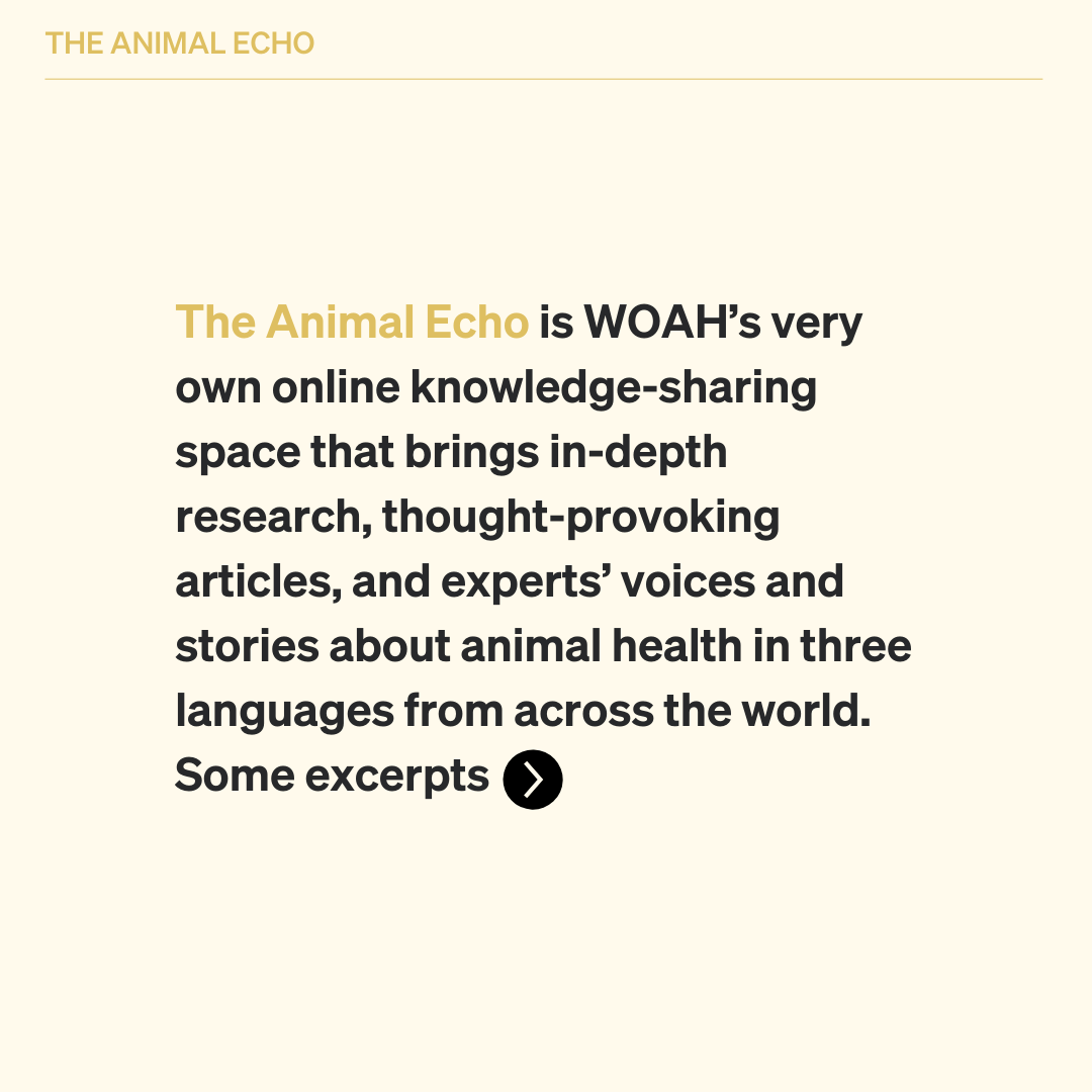 WOAH's tweet photo. We’re thrilled to unveil, 'The Animal Echo’, WOAH’s newest online space for knowledge-sharing and dialogue. 

This space will dive deep into animal health and welfare, featuring scientific research, thought-provoking articles, and expert stories from a variety of contributors.