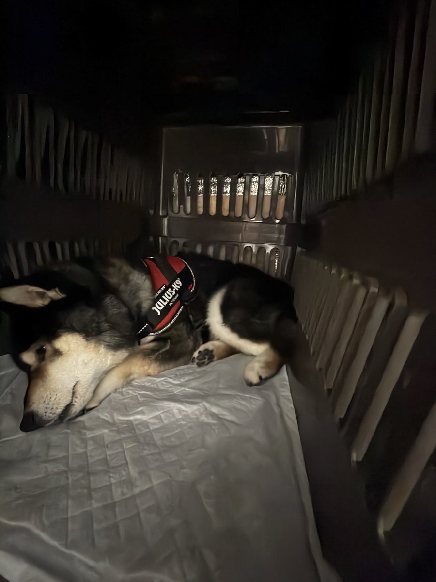 v_code_02's tweet image. こんなに静かな陸は見たことがない…
何してもイヤーしないし、おとなしくハーネス(首輪引っ張る訳にもいかないから)着けさせるとか🥺🥺🥺

大丈夫よね…🥹