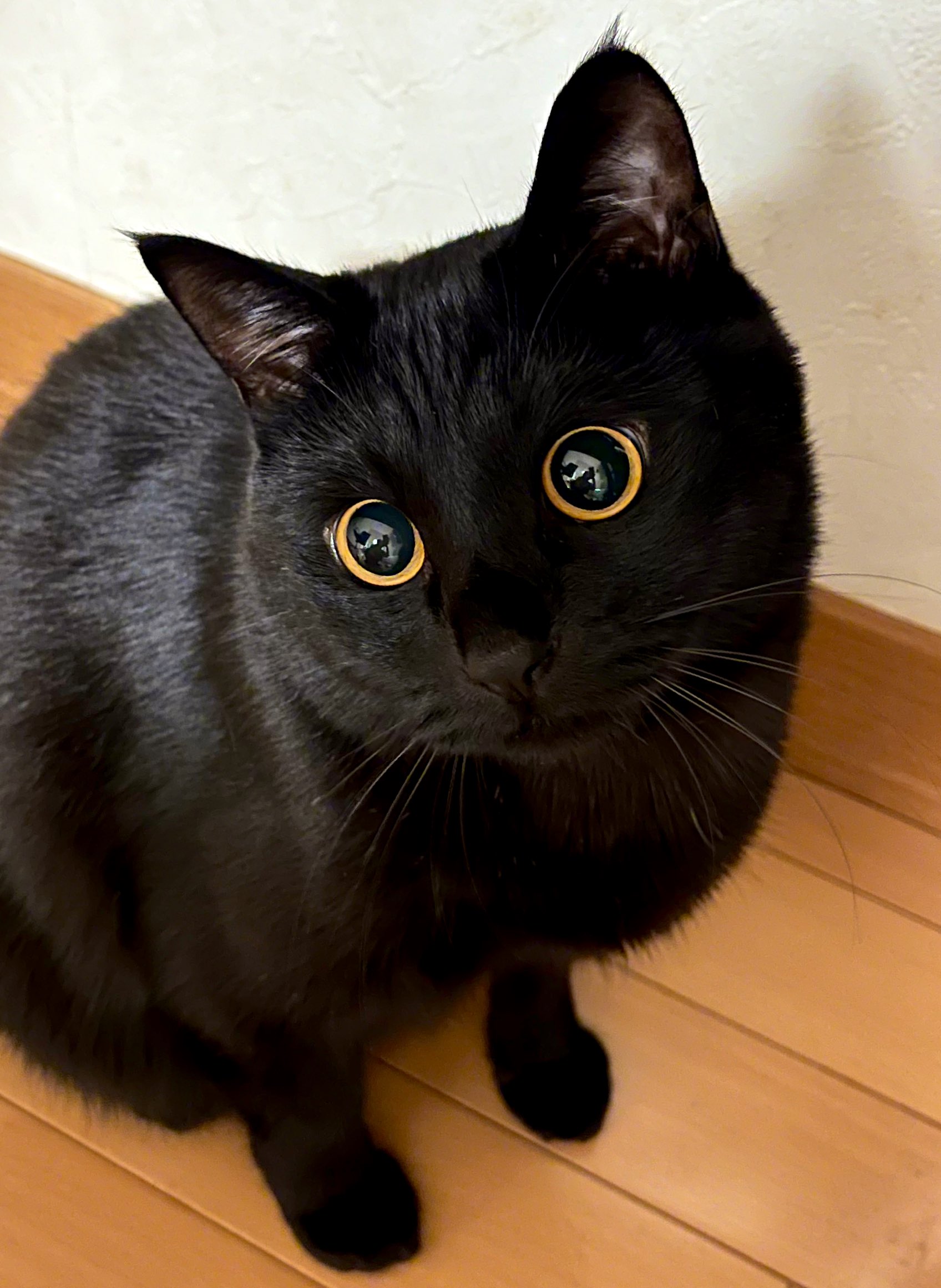 猫 ひょっこりの写真素材 [49222779] - PIXTA