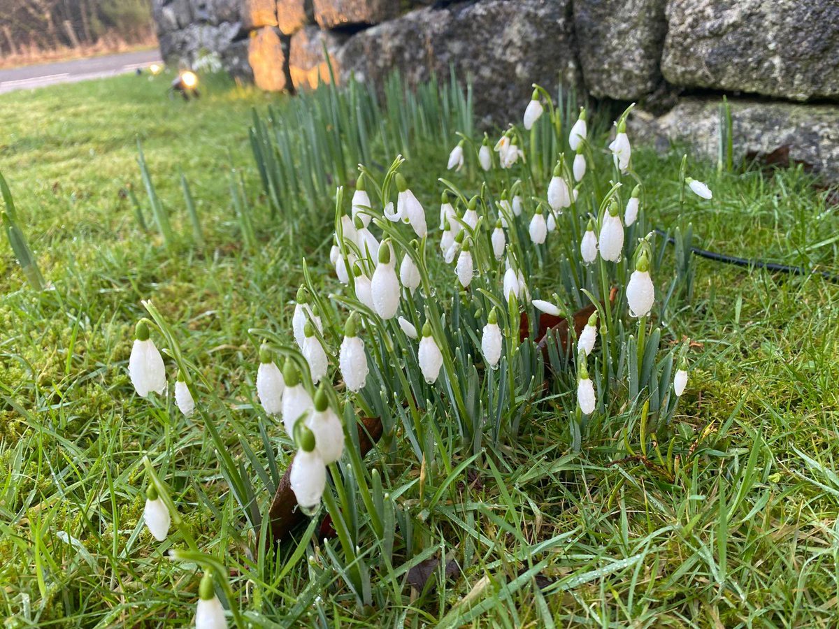 The electricity is back on, the tidy up has began, we’re all safe and the snow drops have survived. We’ll call or email if there are specifics.