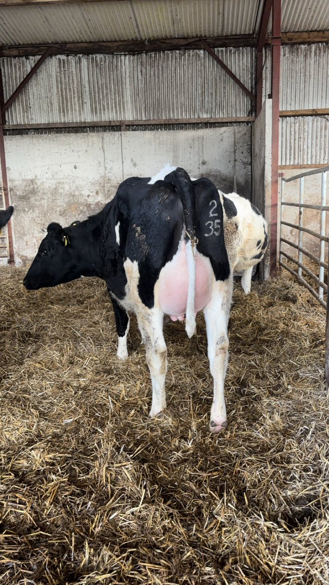 Quite impressed with the Blacktie heifers coming through