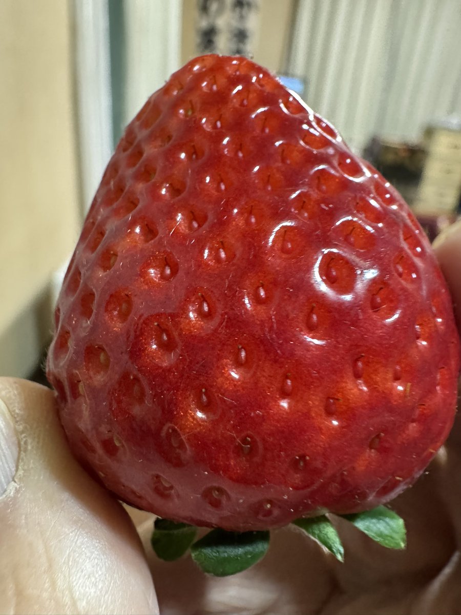 れいちゃんのパパ (@reiyukiyui) / Posts / X