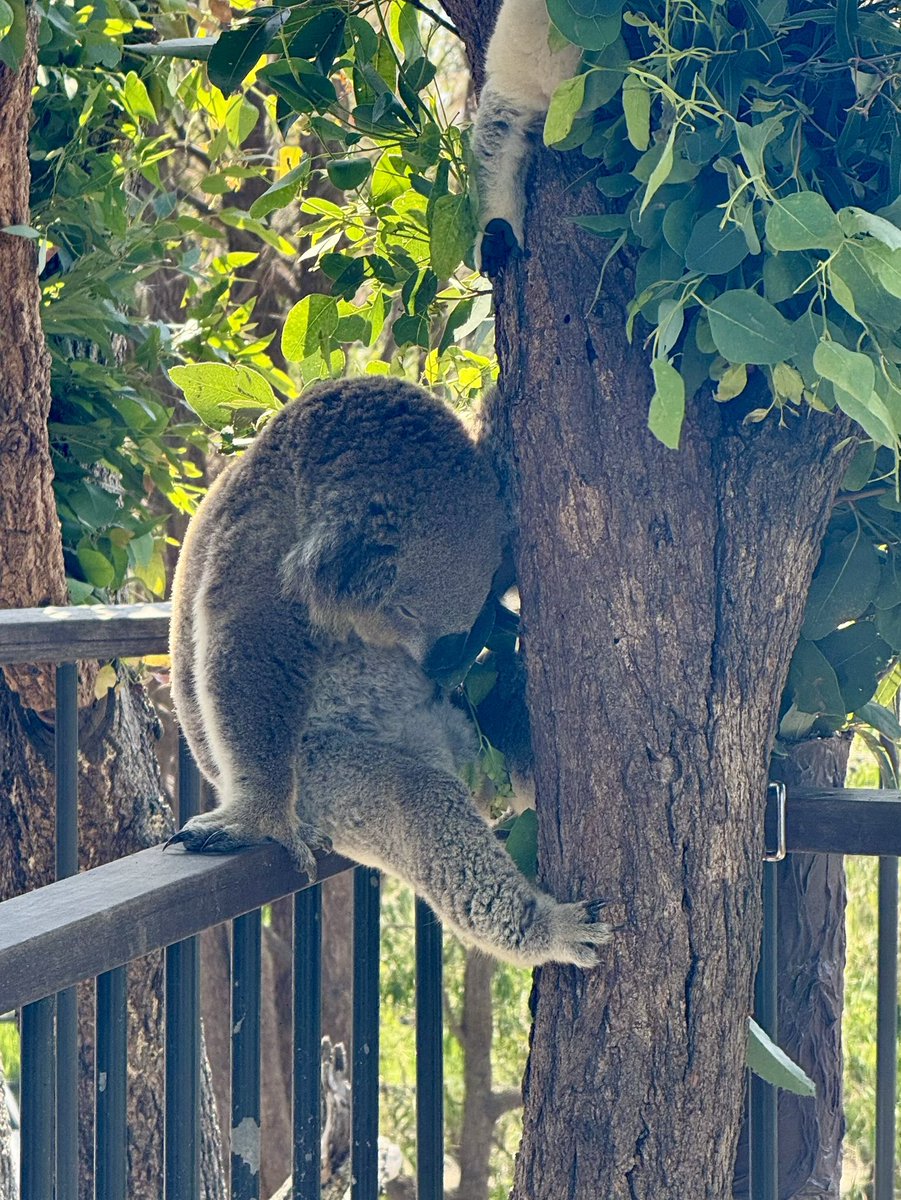 shinyaominami's tweet photo. シドニー タロンガ動物園の昼下がり。  Sleep, Sleep, Sleep！ https://t.co/bRsSg7lIcs