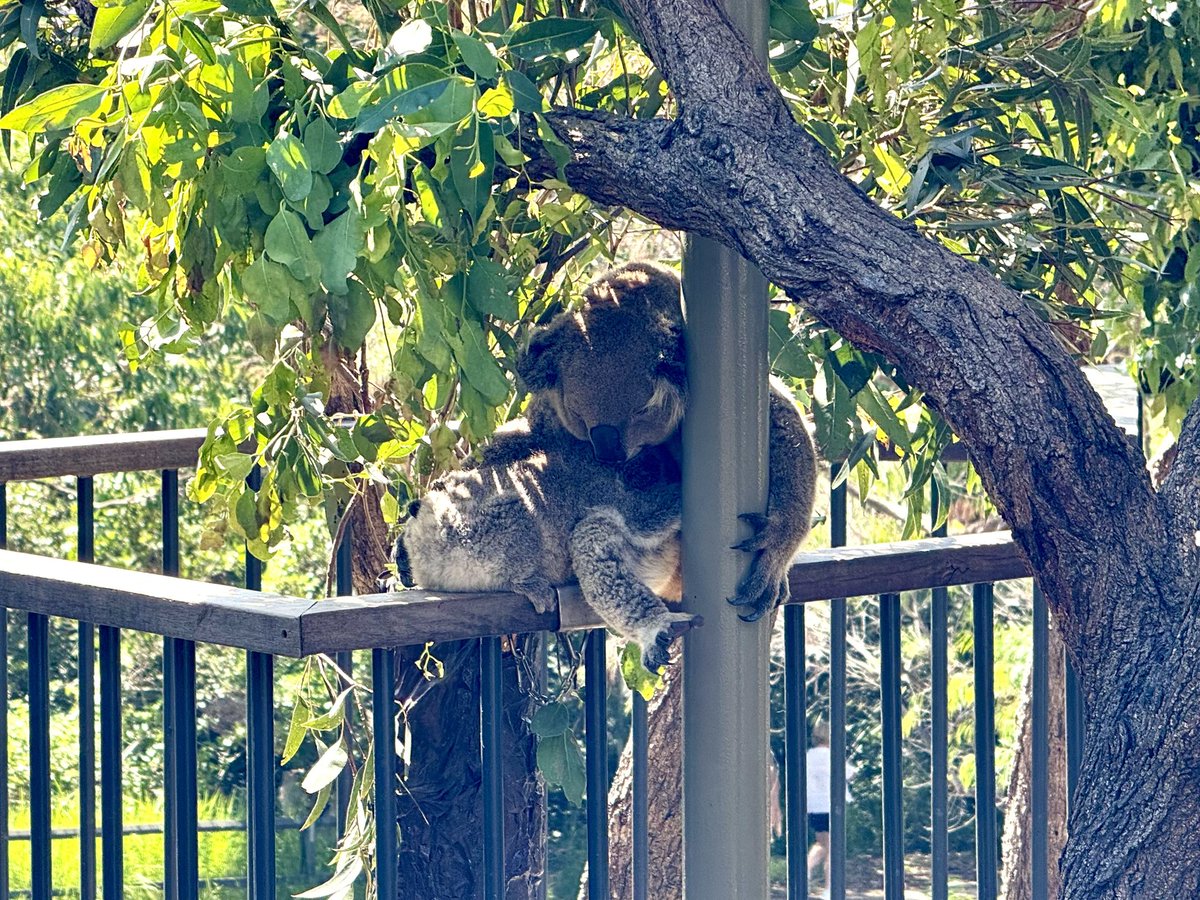 shinyaominami's tweet photo. シドニー タロンガ動物園の昼下がり。  Sleep, Sleep, Sleep！ https://t.co/bRsSg7lIcs