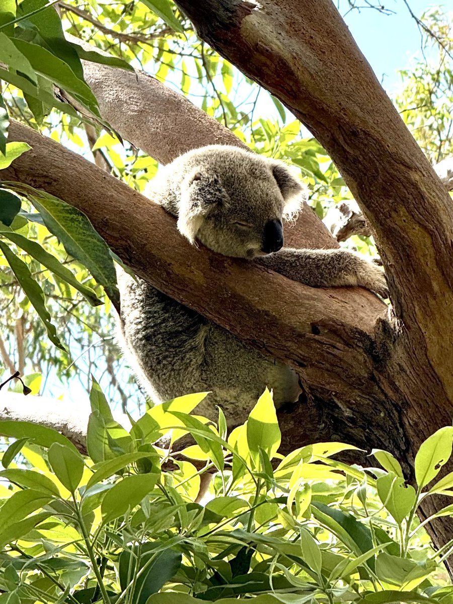 shinyaominami's tweet photo. シドニー タロンガ動物園の昼下がり。  Sleep, Sleep, Sleep！ https://t.co/bRsSg7lIcs