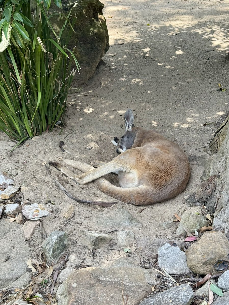 shinyaominami's tweet photo. カンガルー、タスマニアンデビル、ディンゴ、木登りカンガルー… https://t.co/8dExU6dIao