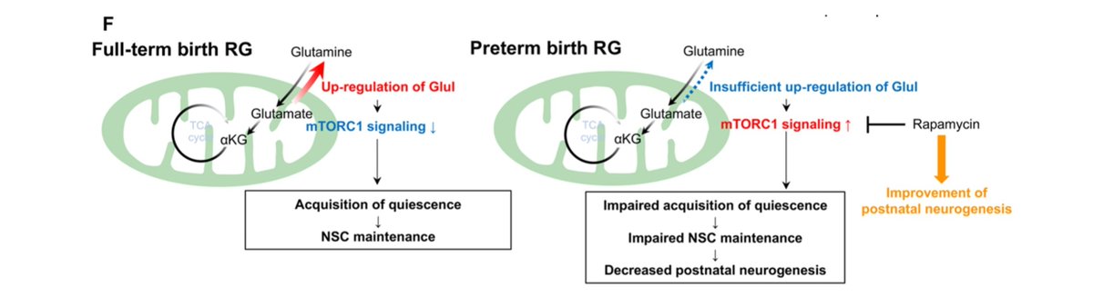 sreeparna_b's tweet image. Last weeks papers on #cancer #metabolism &amp;amp; #glutamine via @Bims_BiomedNews 

biomed.news/bims-glucam/20…

Coolest top pick in a while and strongly recommend to read : Significance of birth in the maintenance of quiescent neural stem cells pubmed.ncbi.nlm.nih.gov/39841848/