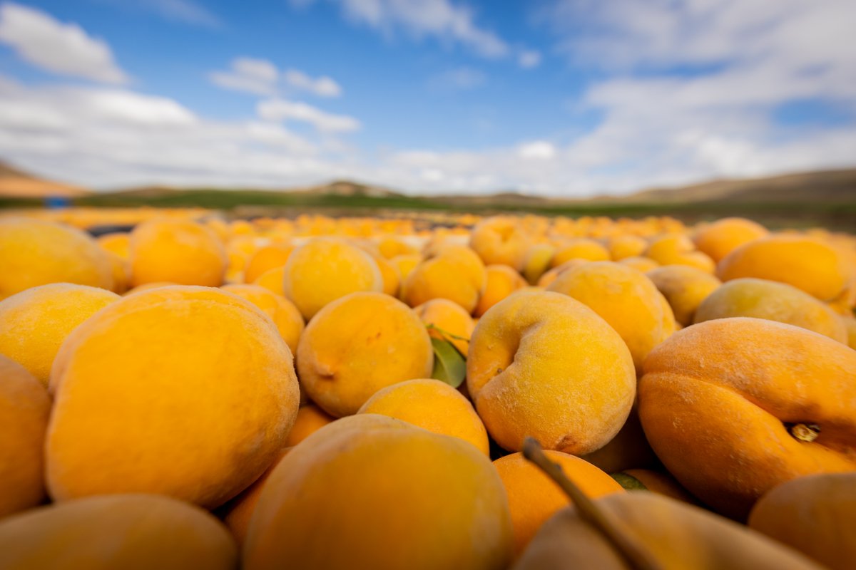 lucentlands's tweet photo. The Keisie yellow cling peach harvest is underway in South Africa! 🍑 Known for their versatility, these peaches are used in canned fruit, dried fruit, juices, and preserves, nourishing families locally and globally. 

#KeisiePeaches #Harvest #Agriculture https://t.co/LMPUQVYN0X