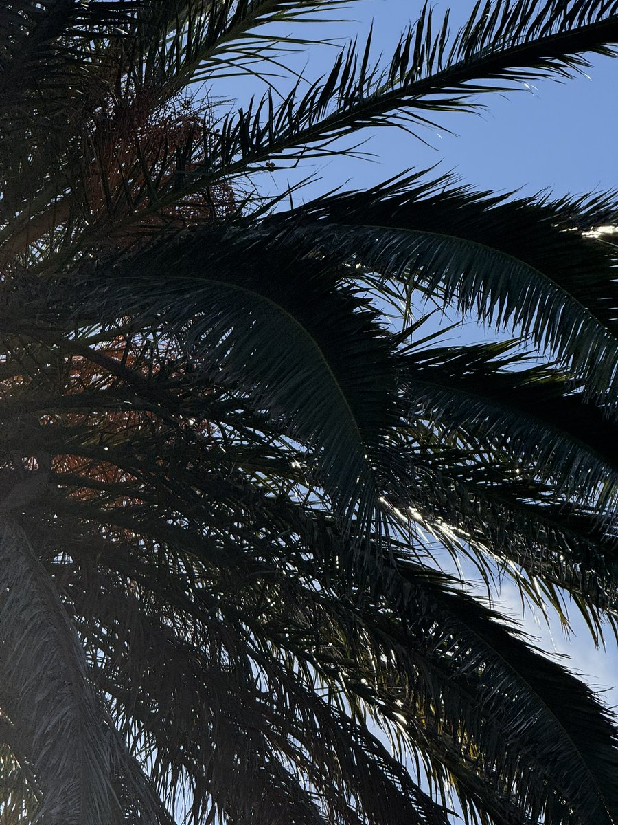 🌴Là, au bord de la mer Méditerranée, leurs longues feuilles suivent le rythme du vent, baignées par la lumière dorée du soleil. 🌊
Des palmiers qui apportent une touche exotique dans ce coin de paradis.
 Là où se mélange palmier, soleil, plage, mer pour un bonheur naturel. 🏝️