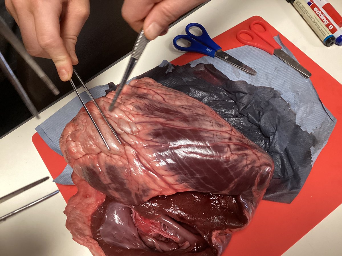 MrsReesBHPS's tweet photo. Year 6 @BeaufortHillPri taking part in a heart dissection 🫀workshop with Hands on Science as apart of the class topic Survival of the Fittest! https://t.co/hHcQP1ABsh