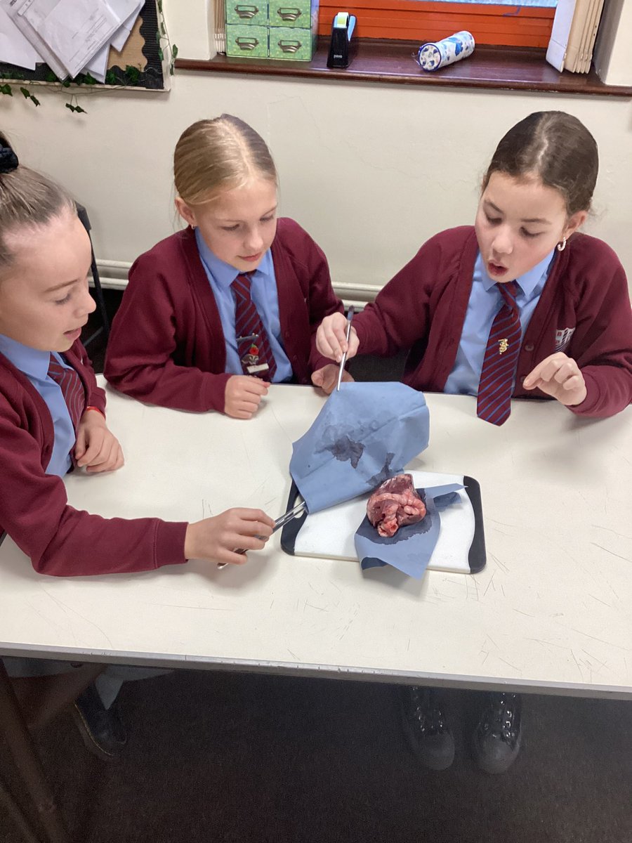 MrsReesBHPS's tweet photo. Year 6 @BeaufortHillPri taking part in a heart dissection 🫀workshop with Hands on Science as apart of the class topic Survival of the Fittest! https://t.co/hHcQP1ABsh