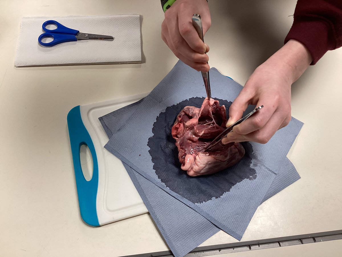 MrsReesBHPS's tweet photo. Year 6 @BeaufortHillPri taking part in a heart dissection 🫀workshop with Hands on Science as apart of the class topic Survival of the Fittest! https://t.co/hHcQP1ABsh