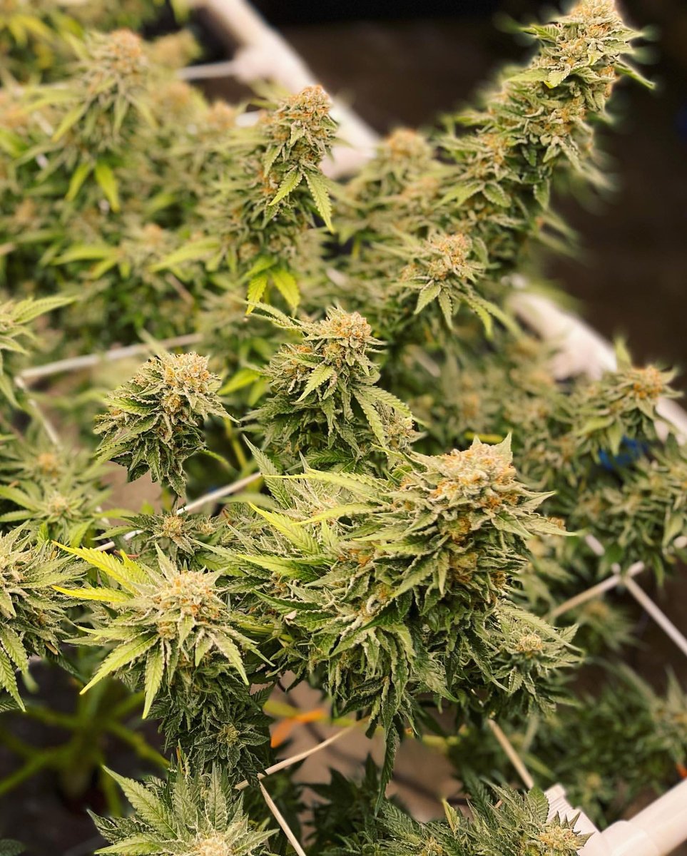SuperCloset's tweet photo. Elevate your grow game with the SuperCloset Bubble Flow Buckets Hydroponic System!💧

These beauties are flourishing under precision care, demonstrating the unmatched potential of top-tier hydroponics.

🌱 Grown by @mysteriousdank  
🔗 https://t.co/s9hJJaE4GA https://t.co/IzsZHVKoQg
