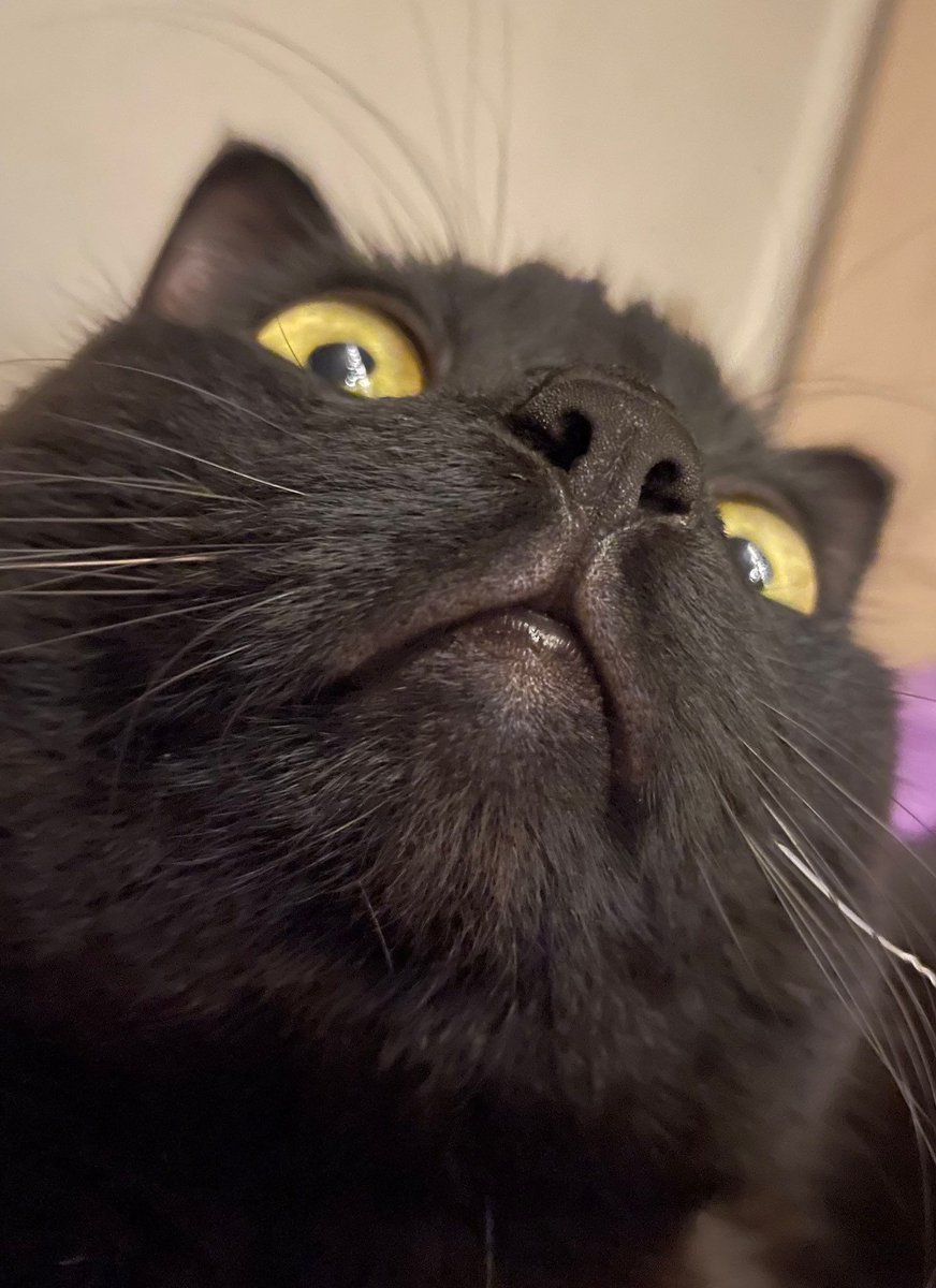 Black cats are not bad luck tweet media