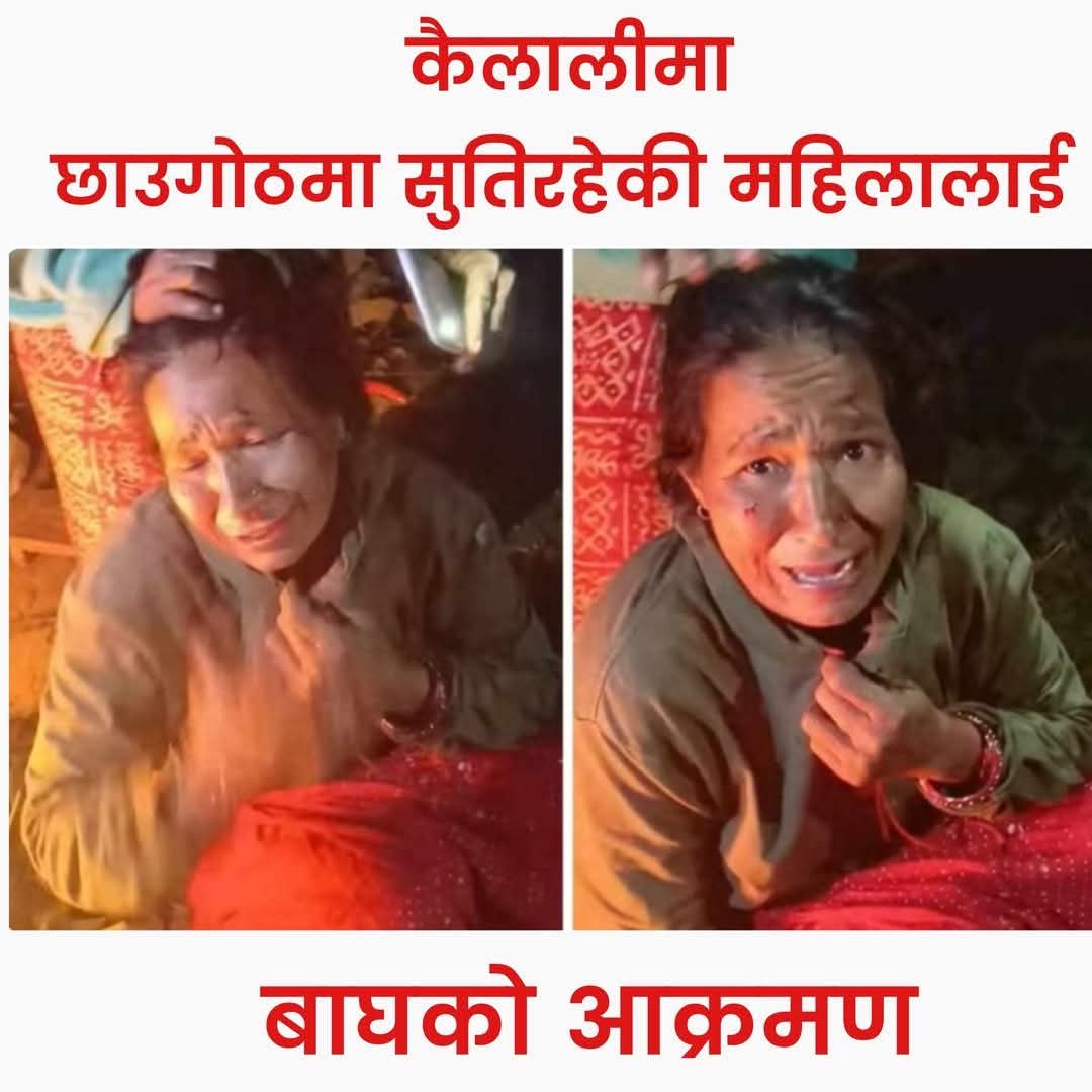 कैलालीको मोहन्याल गाउँपालिका–७ कुइनेमा ४५ वर्षीय सरस्वती बिटालुलाई गएराति बाघले आक्रमण गरी घाइते बनाएको छ । 
घर नजिकै छाउगोठमा सुतिरहेको अवस्थामा बिटालुलाई बाघले आक्रमण गर्दा उनको टाउको र मुखमा चोट लागेको छ । गाउँलेले होहल्ला गरेपछि बाघ भागेको थियो ।