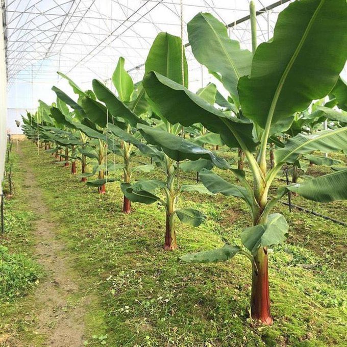 peter_adekanye's tweet image. If you believe you can succeed through farming, please like and retweet.

Happy new week farmers