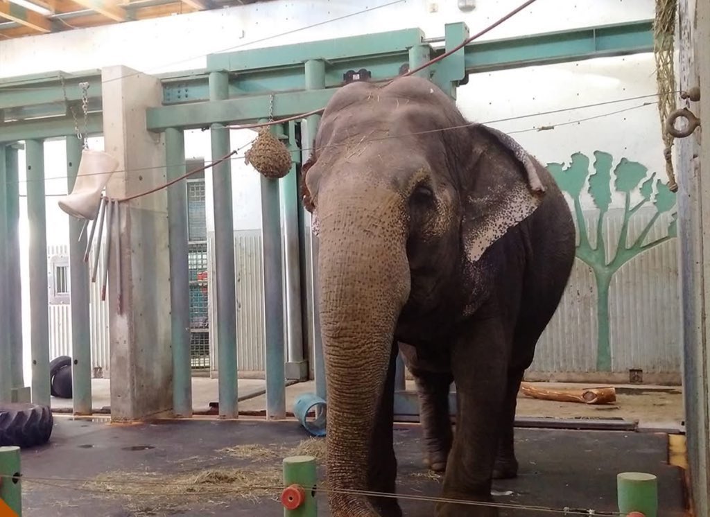 So many professionals have spoken openly that #Lucy can be relocated safely to sanctuary.
TES 🐘 #Sanctuary is waiting for #Lucy &amp; they are experts in rescue rehabilitation &amp; 🐘 health.
Why has not one City Council member been to visit TES 
<a href="/AndrewKnack/">Andrew Knack</a> <a href="/AmarjeetSohiYEG/">Amarjeet Sohi</a>
🙏 GO 👀