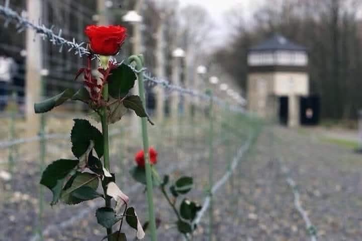 QuerciaPaolo's tweet photo. 27 gennaio - Giorno della memoria 

"Avevamo deciso di trovarci,
noi italiani, ogni domenica sera 
in un angolo del lager, ma abbiamo 
subito smesso, perché era troppo triste 
contarci e trovarci ogni volta 
più pochi e più deformi.."

(Primo Levi - Se questo è un uomo) https://t.co/vlnjcfcCnY