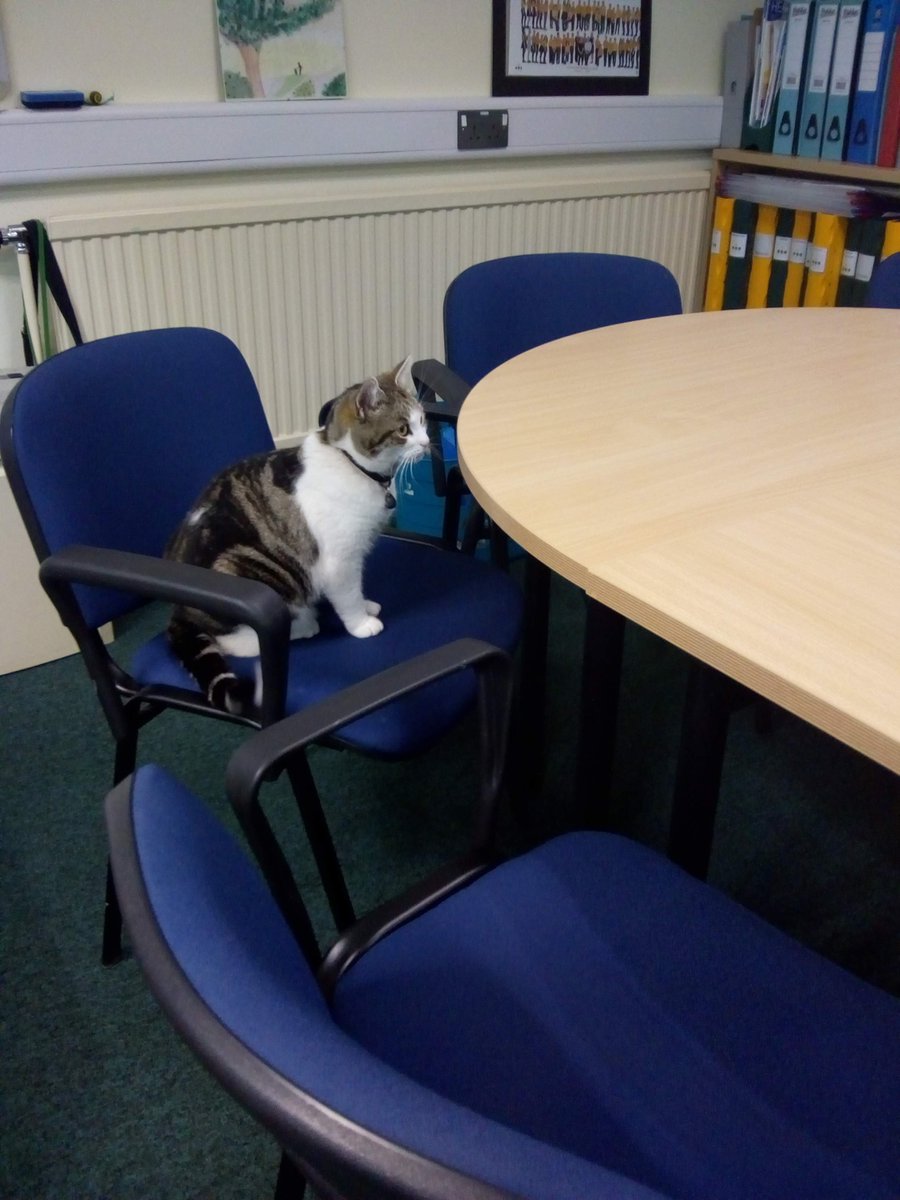 OutwoodsCat's tweet photo. There were few things Cilla enjoyed more than a good meeting, although we think it was the refreshments she was more interested in! 
#catsoftwitter #cats #Hedgewatch https://t.co/RIu8UHJ4q4