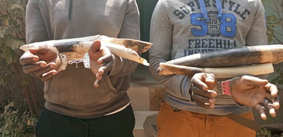 EAGLE Côte d’Ivoire - 2 traffickers arrested with 4 tusks in the north of the country. They are a part of a ring trafficking Ivory from Burkina Faso. 

Good work of the EAGLE team with the UCT special unit and wildlife authorities. 

#wildlifelawenforcement
#wildlifecrime