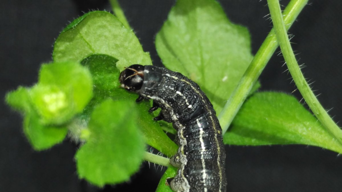 BRIC-NIPGR (@nipgrsocial) on Twitter photo New findings in plant defense by <a href="/JyothiVadassery/">Jyothi Vadassery</a> team at <a href="/NIPGRsocial/">BRIC-NIPGR</a>. Their study published in <a href="/JXBot/">JXB @jxbotany.bsky.social</a> reveals how Arabidopsis eATP receptor DORN1 & CNGC19 channel work together to regulate defense against Spodoptera litura herbivory.
Article link: 🔗doi.org/10.1093/jxb/er… New findings in plant defense by <a href="/JyothiVadassery/">Jyothi Vadassery</a> team at <a href="/NIPGRsocial/">BRIC-NIPGR</a>. Their study published in <a href="/JXBot/">JXB @jxbotany.bsky.social</a> reveals how Arabidopsis eATP receptor DORN1 & CNGC19 channel work together to regulate defense against Spodoptera litura herbivory.
Article link: 🔗doi.org/10.1093/jxb/er…