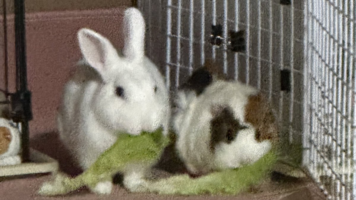 potemoru's tweet image. なかよちだね🐰🥬🐹