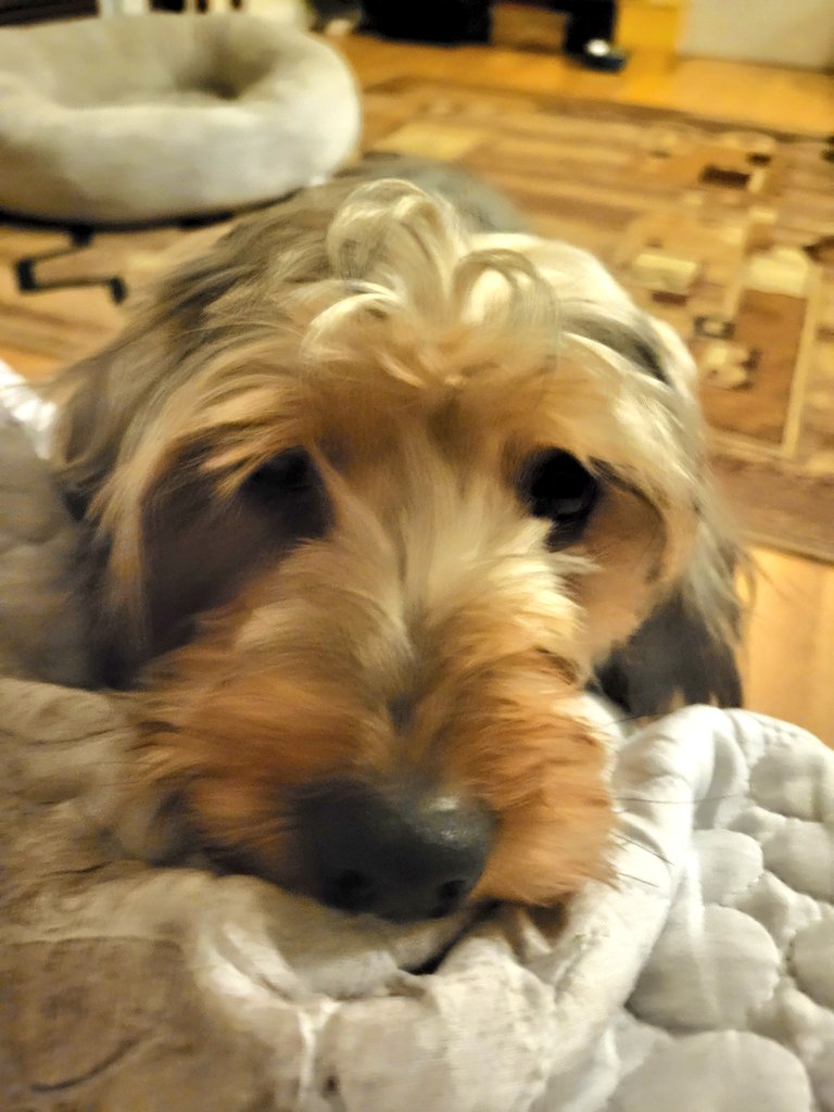 Happy Monday frens.

 Would you give dis face sossidges? 
#Dogs
#DogsOfX