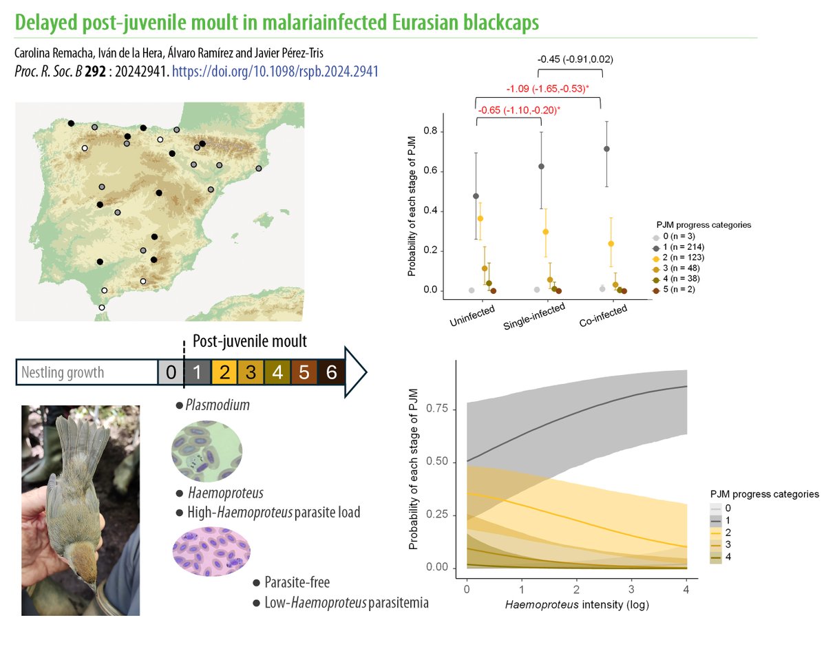 NEW PAPER doi.org/10.1098/rspb.2…!
In nature time is precious. We discovered that young of a small passerine bird, the Eurasian blackcaps, infected by haemosporidians, commonly known as avian malaria parasites, were delayed in the moult that confers these birds an adult plumage🪶