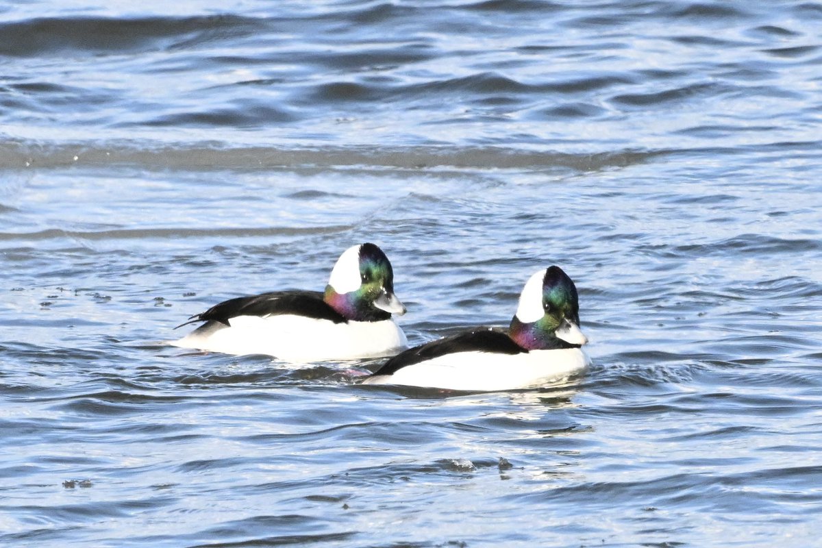 ell_enR's tweet photo. Strikingly beautiful male Buffleheads diving for food in the unfrozen section of the Hudson River. 
Piermont, NY 1/25/25
#buffleheads #ducks #ducklover #nybirds #bird #birds #birdphotography #BirdsSeenIn2025 #birdphoto #birdphotographer #NaturePhotography #NatureBeauty https://t.co/GvpJGD4IOL