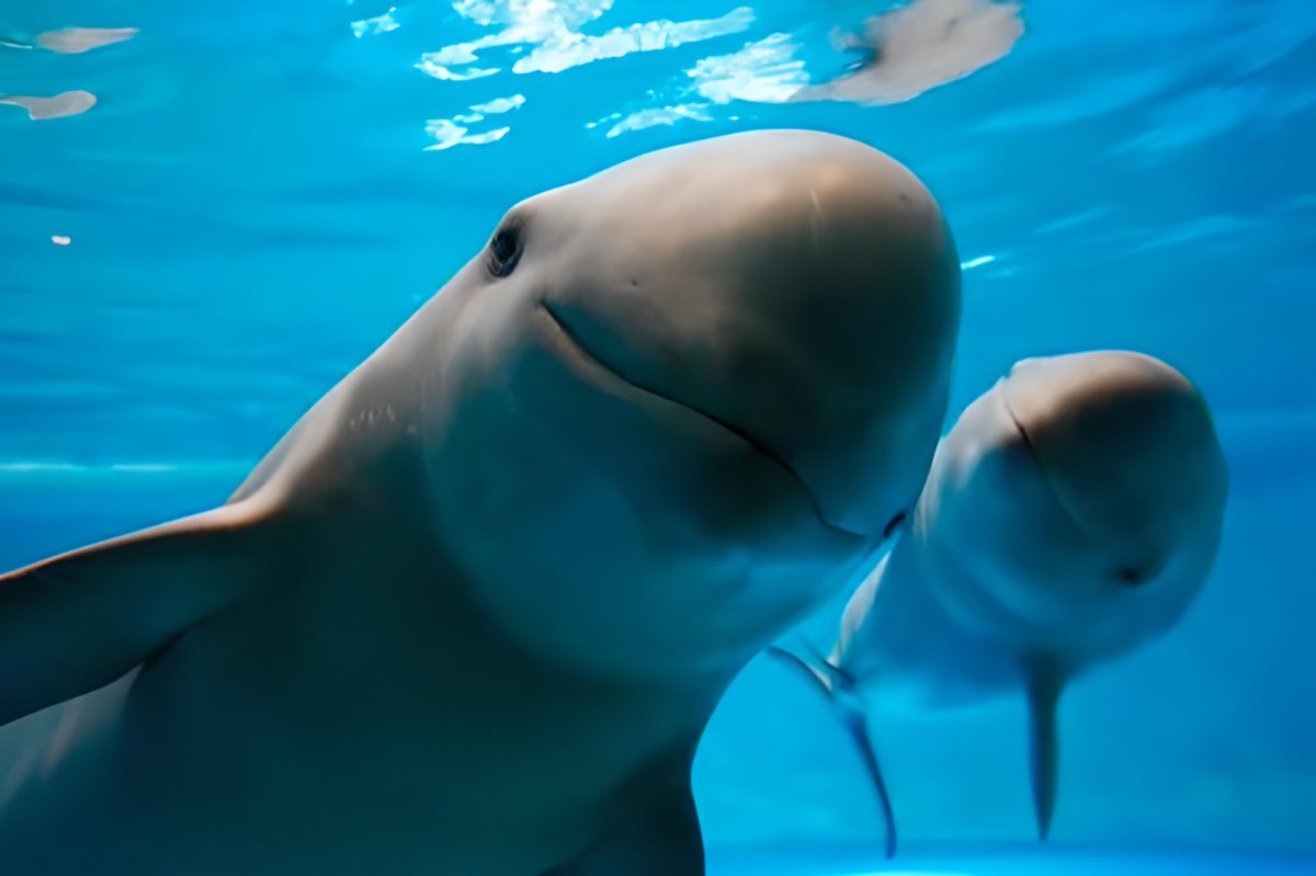 Smiling Dolphin | Miharu tweet media