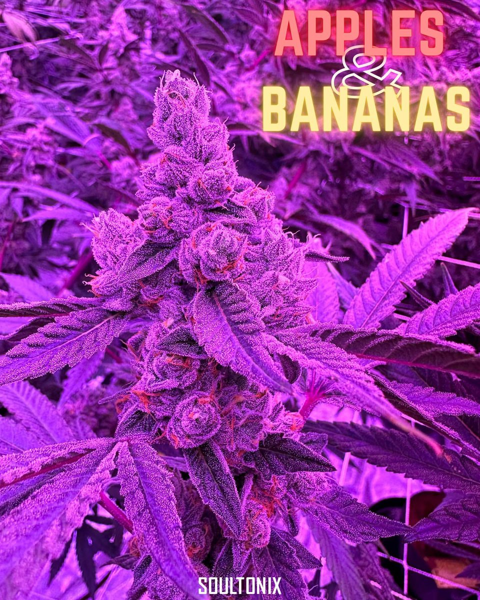 "I like to grow, grow, grow apples and bananas!" 🍎🍌 

Thriving under the glow of Kind LED grow lights. These beauties are the sweetest kind of harvest. 

🌱 Grown with @KindLEDGrowlights
📸 <a href="/soultonix/">Soultonix</a> 
🔗 bit.ly/KINDLED
