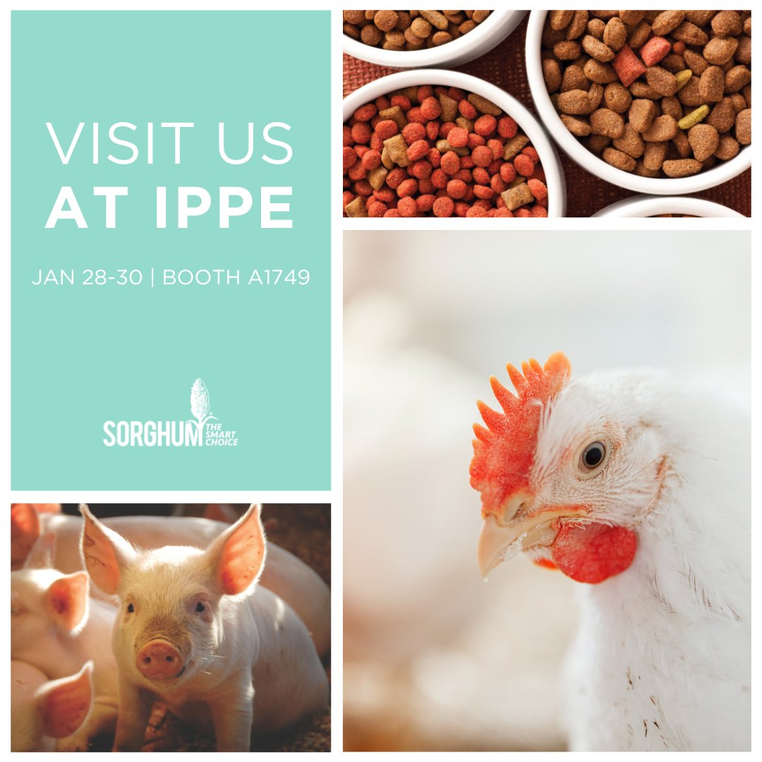 Unlock the power of sorghum to boost efficiency and sustainability in your poultry or swine operation! Visit us at the International Production and Processing Expo this week at booth A1749 to learn how sorghum can enhance your feed strategy and improve your bottom line.