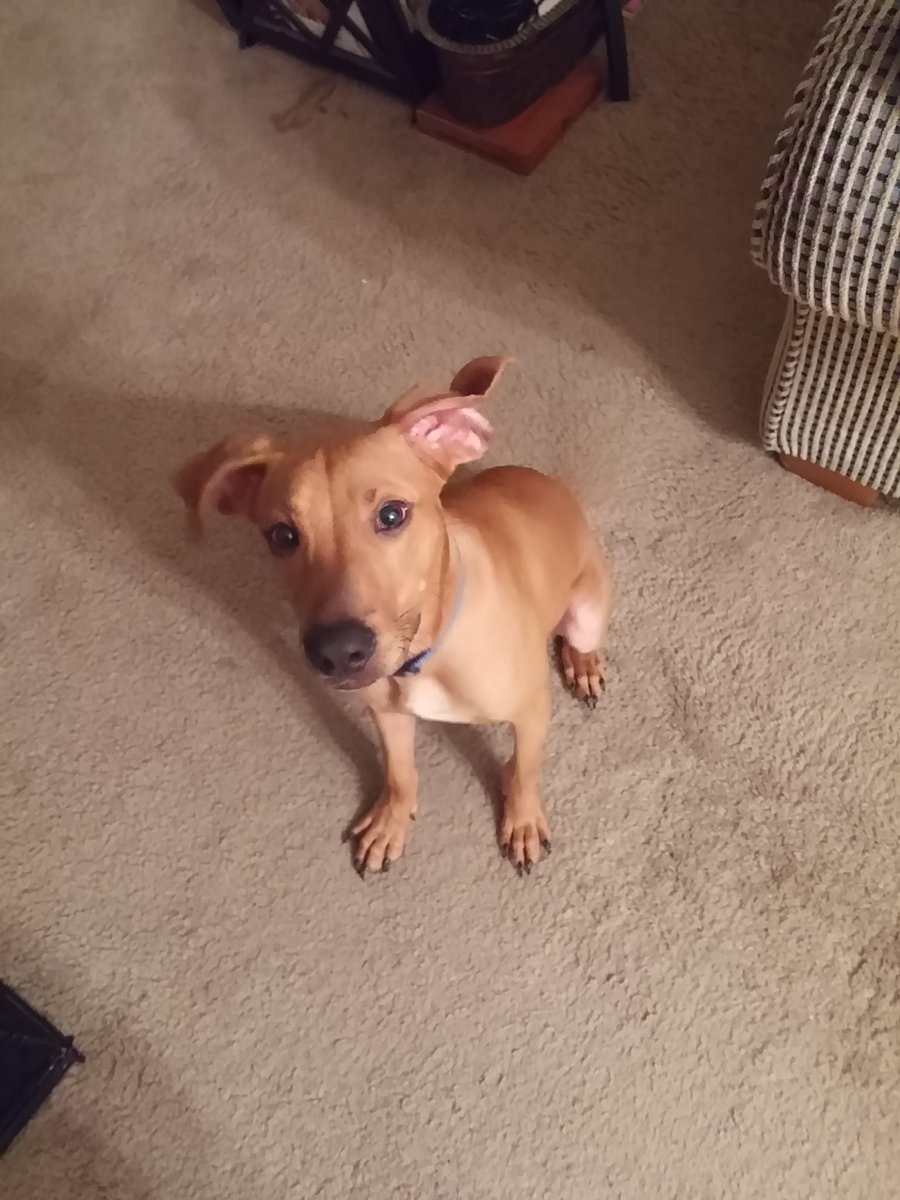 Jackson The Puppy Dog tweet media