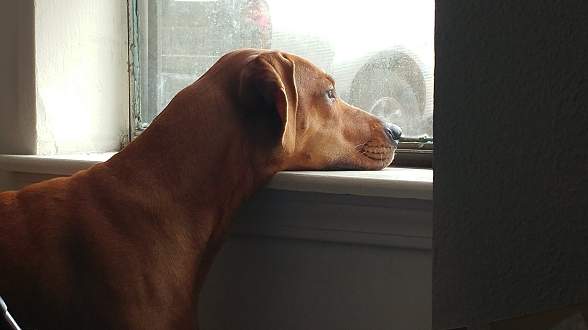 Jackson The Puppy Dog tweet media