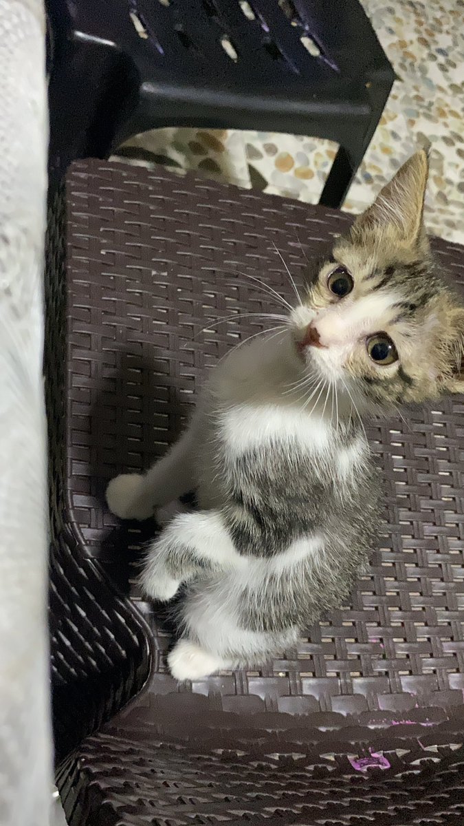 chinamom's tweet photo. this is baby ling chen now 😻😼 https://t.co/jdMuosJ8r7