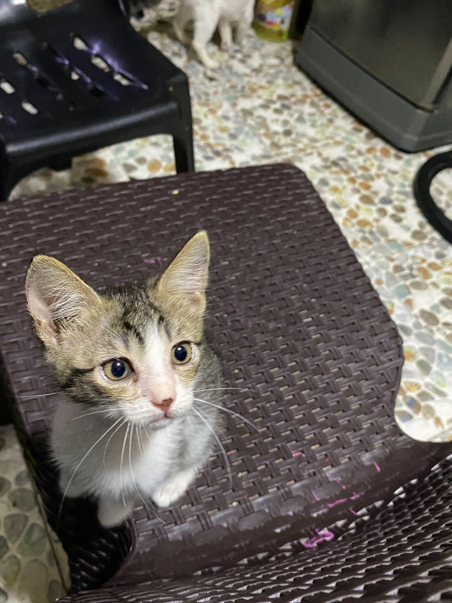 chinamom's tweet photo. this is baby ling chen now 😻😼 https://t.co/jdMuosJ8r7