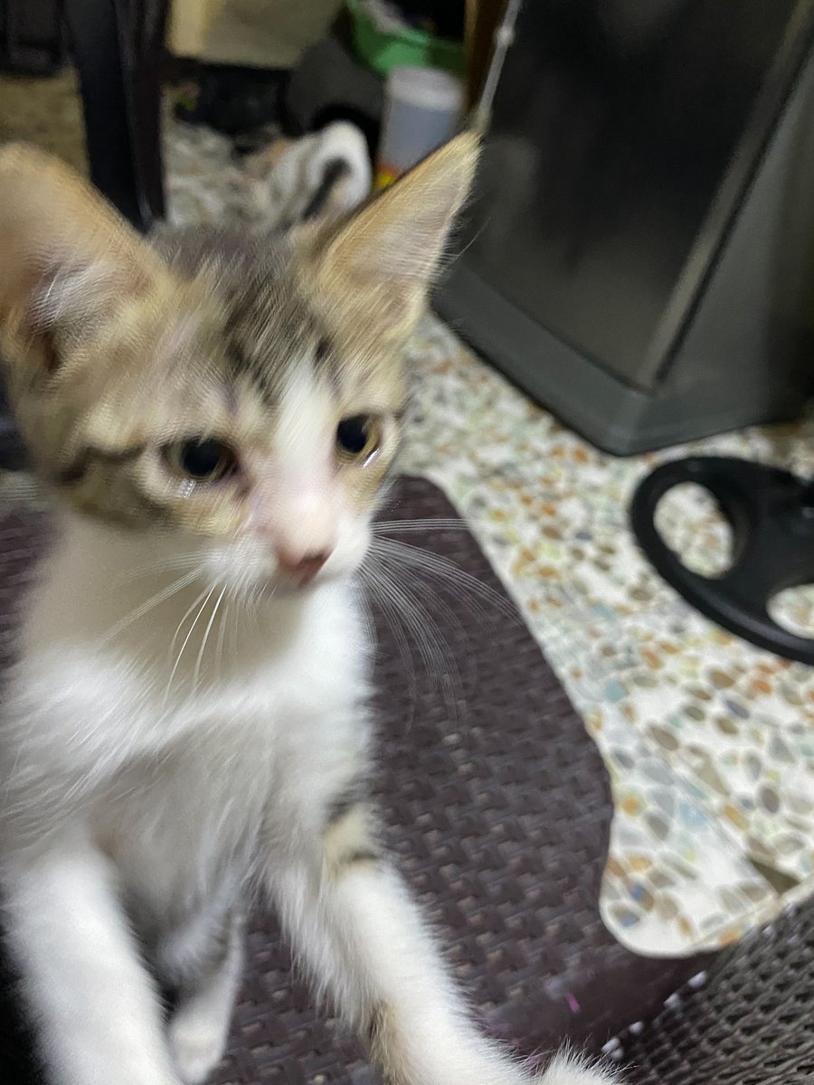 chinamom's tweet photo. this is baby ling chen now 😻😼 https://t.co/jdMuosJ8r7