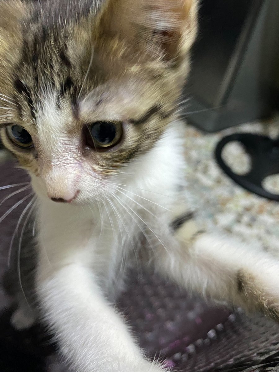 chinamom's tweet photo. this is baby ling chen now 😻😼 https://t.co/jdMuosJ8r7