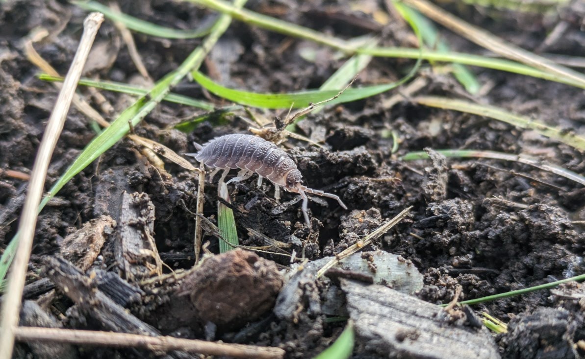 OtterPods 🦦 tweet media