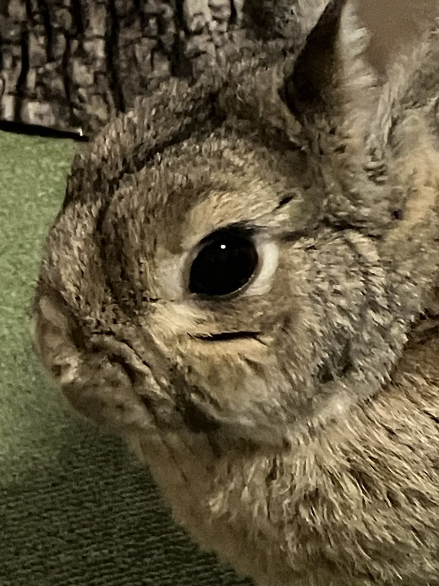 うさぎに関する質問のみお答えします。
質問は簡潔にお願いします。
まるより
#うさぎ
#フジテレビ とは関係なし
#記者会見 とも関係なし
#女性記者 とも関係なし