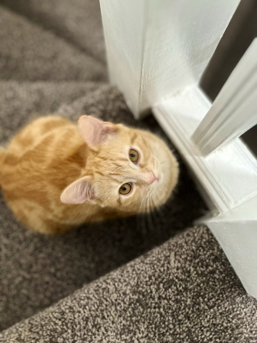 Todayhasbeenoky's tweet image. Nooriya is such a fighter. Her initial diagnosis of feline Covid from September 2024 has probably mutated to feline FiP.
Today she has lost vision in both her eyes but her spirit is high as always. πΊ
Please send her good wishes as she starts her treatment today. #FelineFiP