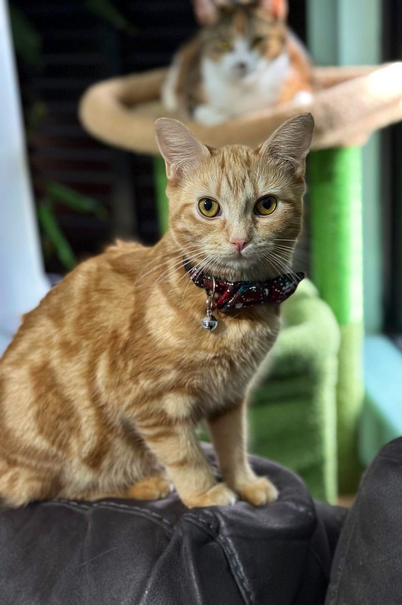 Todayhasbeenoky's tweet image. Nooriya is such a fighter. Her initial diagnosis of feline Covid from September 2024 has probably mutated to feline FiP.
Today she has lost vision in both her eyes but her spirit is high as always. πΊ
Please send her good wishes as she starts her treatment today. #FelineFiP