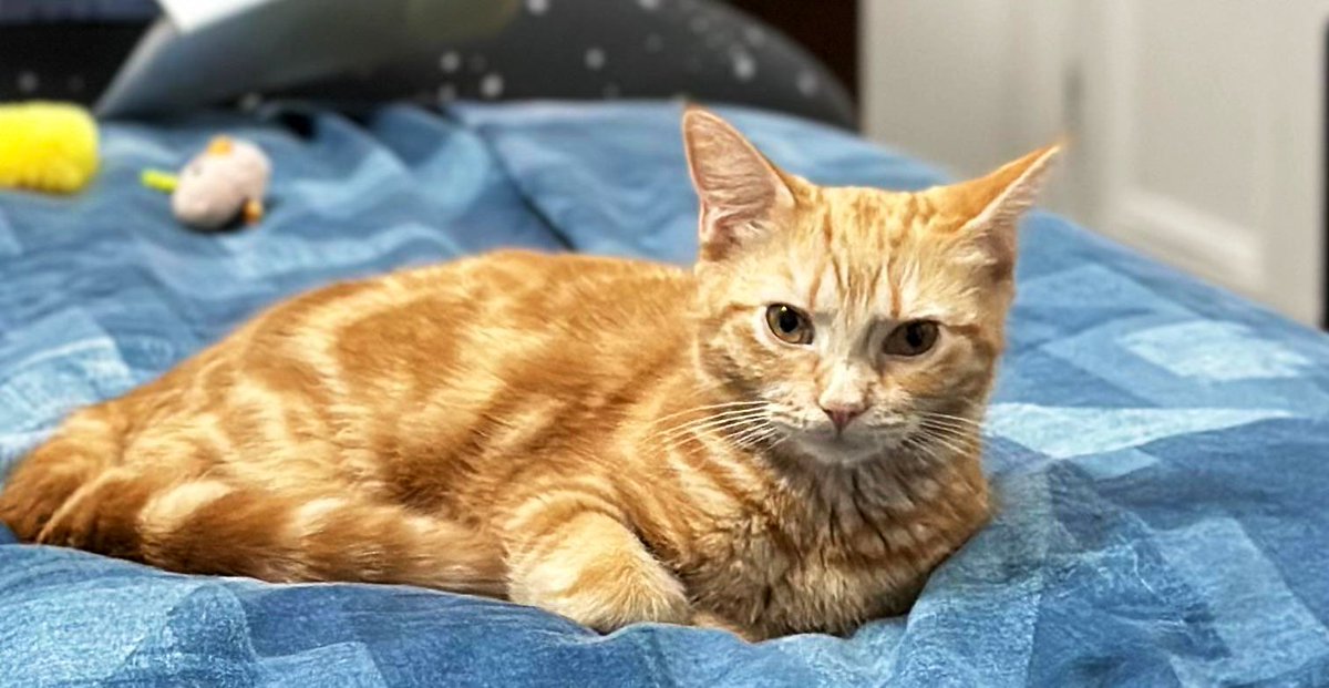 Todayhasbeenoky's tweet image. Nooriya is such a fighter. Her initial diagnosis of feline Covid from September 2024 has probably mutated to feline FiP.
Today she has lost vision in both her eyes but her spirit is high as always. πΊ
Please send her good wishes as she starts her treatment today. #FelineFiP