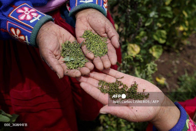 Peru's quinoa farmers worry climate change will jeopardize their livelihoods. #puno #Peru

<a href="/AFP/">AFP News Agency</a> <a href="/afpfr/">Agence France-Presse</a> <a href="/AFPphoto/">AFP Photo</a>  <a href="/AFPespanol/">Agence France-Presse</a>