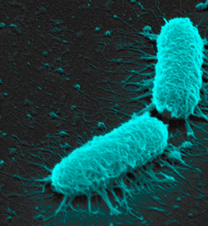 National Biofilms Innovation Centre (NBIC) (@ukbiofilms) on Twitter photo 📌 #PhD Studentship Opportunity at <a href="/livuni_openhub/">Antimicrobial Hub</a> and <a href="/livuniphyssci/">School of Physical Sciences</a>:
🧫Microbial Induced Electrochemistry at the Local Site and Single Cell Level
⏰Applications should be made as soon as possible but no later than 15 June 2025
➡️tinyurl.com/mr2w98nj #biofilm #biofilms 📌 #PhD Studentship Opportunity at <a href="/livuni_openhub/">Antimicrobial Hub</a> and <a href="/livuniphyssci/">School of Physical Sciences</a>:
🧫Microbial Induced Electrochemistry at the Local Site and Single Cell Level
⏰Applications should be made as soon as possible but no later than 15 June 2025
➡️tinyurl.com/mr2w98nj #biofilm #biofilms