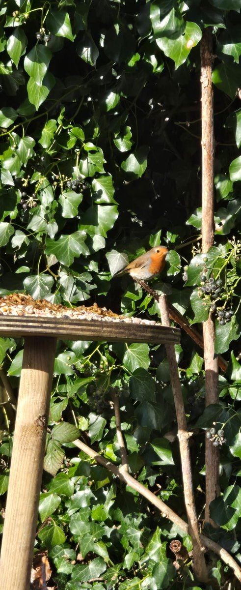 Grow Cardiff Tyfu Caerdydd tweet media