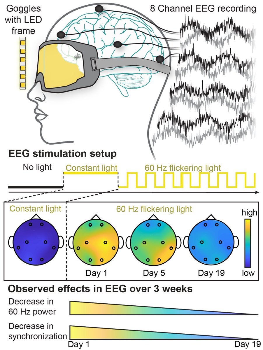 FriedaLeesch's tweet photo. Excited to share our first @Syntropicmed  pre-print exploring 60 Hz light entrainment in humans! 🧠✨ https://t.co/uoEjYfLIn2