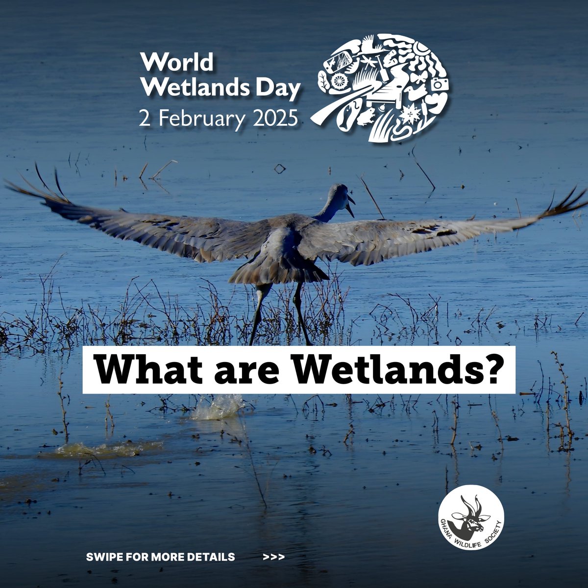 ghwildlifesoc's tweet photo. What are #Wetlands? 

They're one of nature's most critical transition zones - areas where water meets land! 

From lagoons to mangroves, these ecosystems are vital for life on Earth. 

Join us this #WorldWetlandsDay as we explore Ghana's wetlands! 

#WetlandsForOurCommonFuture https://t.co/2OJaSVVm5y